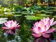 Lotus (Nelumbo nucifera)